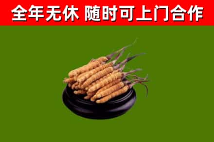寮步镇烟酒回收冬虫夏草.jpg